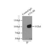 CUL4B Rabbit Polyclonal Antibody (12916-1-AP)