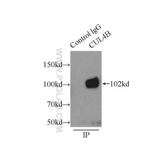 CUL4B Rabbit Polyclonal Antibody (12916-1-AP)