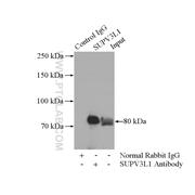 SUPV3L1 Rabbit Polyclonal Antibody (12826-1-AP)
