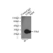 CDK2 Rabbit Polyclonal Antibody (10122-1-AP)