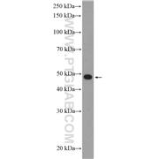 HDAC3 Rabbit Polyclonal Antibody (10255-1-AP)