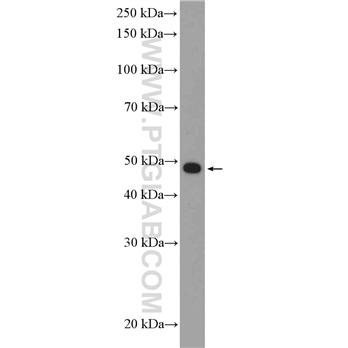 HDAC3 Rabbit Polyclonal Antibody (10255-1-AP)