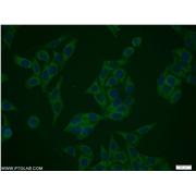 NIF3L1 Rabbit Polyclonal Antibody (10549-1-AP)
