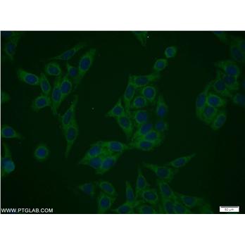 NIF3L1 Rabbit Polyclonal Antibody (10549-1-AP)