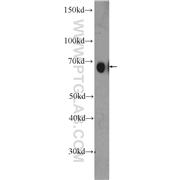 PRC1 Rabbit Polyclonal Antibody (10110-2-AP)