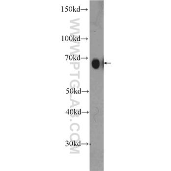 PRC1 Rabbit Polyclonal Antibody (10110-2-AP)