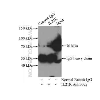 IL21R Rabbit Polyclonal Antibody (10533-1-AP)