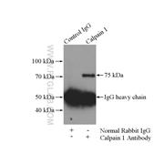 CAPN1 Rabbit Polyclonal Antibody (10538-1-AP)