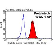 IFNAR2 Rabbit Polyclonal Antibody (10522-1-AP)