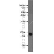 NUDT2 Rabbit Polyclonal Antibody (10484-1-AP)