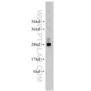 NGFRAP1 Rabbit Polyclonal Antibody (10446-1-AP)