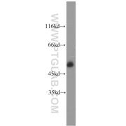 CD2 Rabbit Polyclonal Antibody (10299-1-AP)