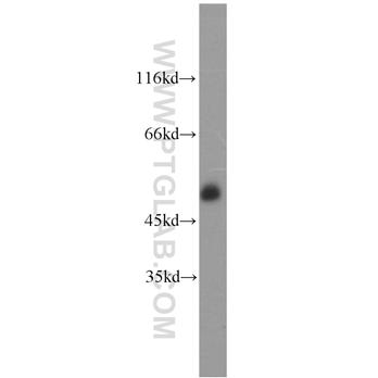 CD2 Rabbit Polyclonal Antibody (10299-1-AP)