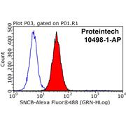 SNCB Rabbit Polyclonal Antibody (10498-1-AP)
