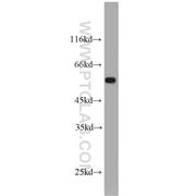 IFNGR2 Rabbit Polyclonal Antibody (10266-1-AP)