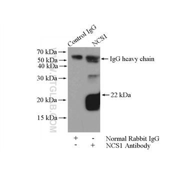 FREQ Rabbit Polyclonal Antibody (10506-2-AP)