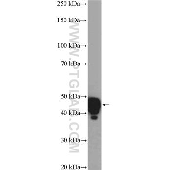 GNAS Rabbit Polyclonal Antibody (10150-2-AP)