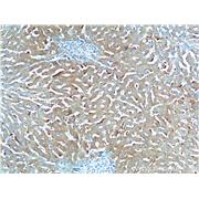 CXCL14 Rabbit Polyclonal Antibody (10468-1-AP)