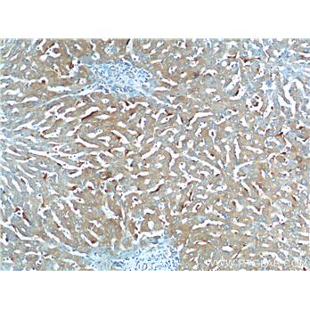 CXCL14 Rabbit Polyclonal Antibody (10468-1-AP)