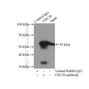 CDC20 Rabbit Polyclonal Antibody (10252-1-AP)