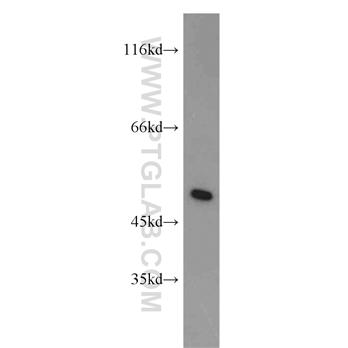 IRF5 Rabbit Polyclonal Antibody (10547-1-AP)