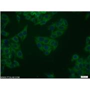 NRG1 Rabbit Polyclonal Antibody (10527-1-AP)