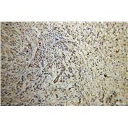 U2AF1 Rabbit Polyclonal Antibody (10334-1-AP)
