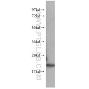CDC42 Rabbit Polyclonal Antibody (10155-1-AP)