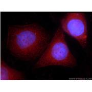 CIRBP Rabbit Polyclonal Antibody (10209-2-AP)