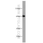 MEF2C Rabbit Polyclonal Antibody (10056-1-AP)