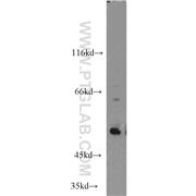 TP53 Rabbit Polyclonal Antibody (10442-1-AP)