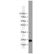 ICT1 Rabbit Polyclonal Antibody (10403-1-AP)