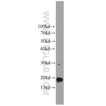 ICT1 Rabbit Polyclonal Antibody (10403-1-AP)