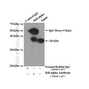 NFKBIA Rabbit Polyclonal Antibody (10268-1-AP)