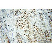 VGLL1 Rabbit Polyclonal Antibody (10124-2-AP)