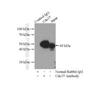 CDC37 Rabbit Polyclonal Antibody (10218-1-AP)