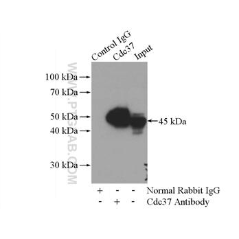 CDC37 Rabbit Polyclonal Antibody (10218-1-AP)
