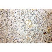 DPT Rabbit Polyclonal Antibody (10537-1-AP)