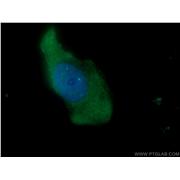 NKIRAS2 Rabbit Polyclonal Antibody (10174-1-AP)