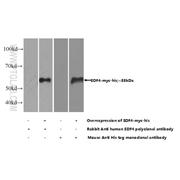SDF4 Rabbit Polyclonal Antibody (10517-1-AP)