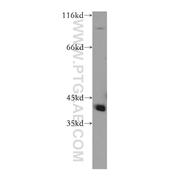 RABEPK Rabbit Polyclonal Antibody (10213-2-AP)