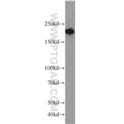 RB1CC1 Rabbit Polyclonal Antibody (10069-1-AP)