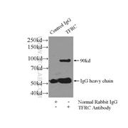 TFRC Rabbit Polyclonal Antibody (10084-2-AP)