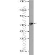 SOX10 Rabbit Polyclonal Antibody (10422-1-AP)