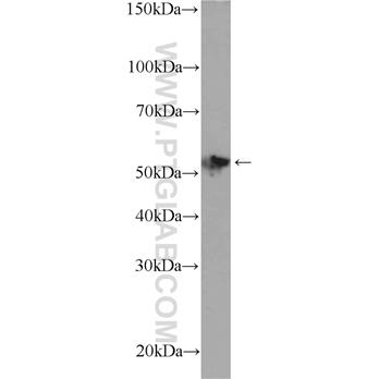 SOX10 Rabbit Polyclonal Antibody (10422-1-AP)