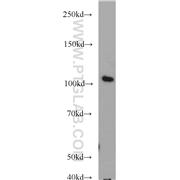 TCEB3 Rabbit Polyclonal Antibody (10502-1-AP)