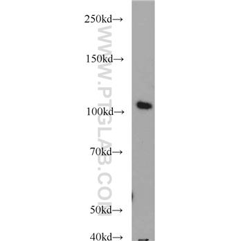 TCEB3 Rabbit Polyclonal Antibody (10502-1-AP)