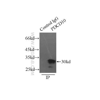 PDCD10 Rabbit Polyclonal Antibody (10294-2-AP)