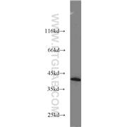 DAP3 Rabbit Polyclonal Antibody (10276-1-AP)