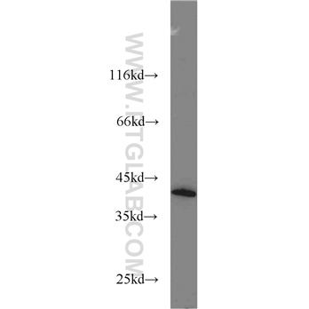 DAP3 Rabbit Polyclonal Antibody (10276-1-AP)